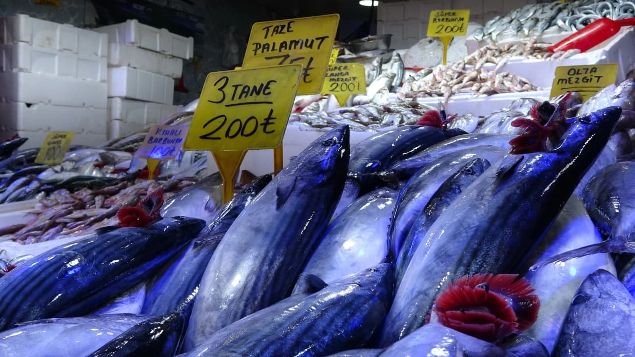 Karadeniz'deki palamut bolluğu balıkçılarda endişe yarattı