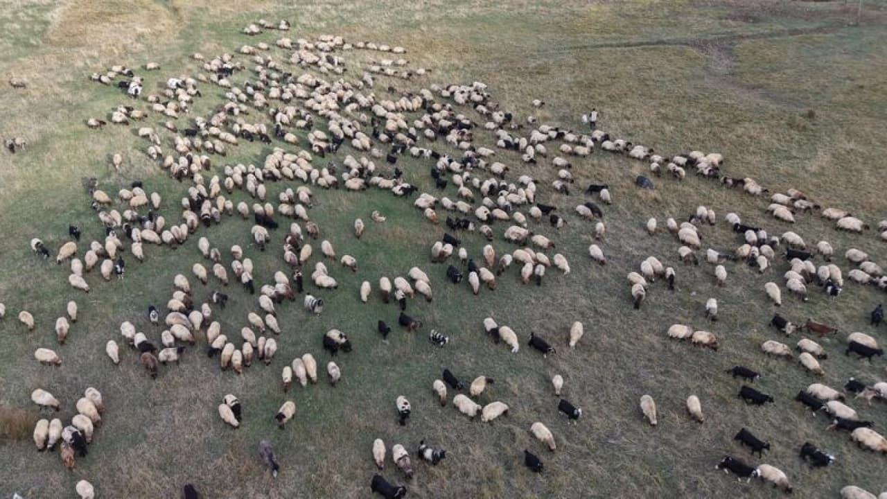 Van ve Bitlis yaylalarından ayrılan göçerler Siirt'e dönüyor