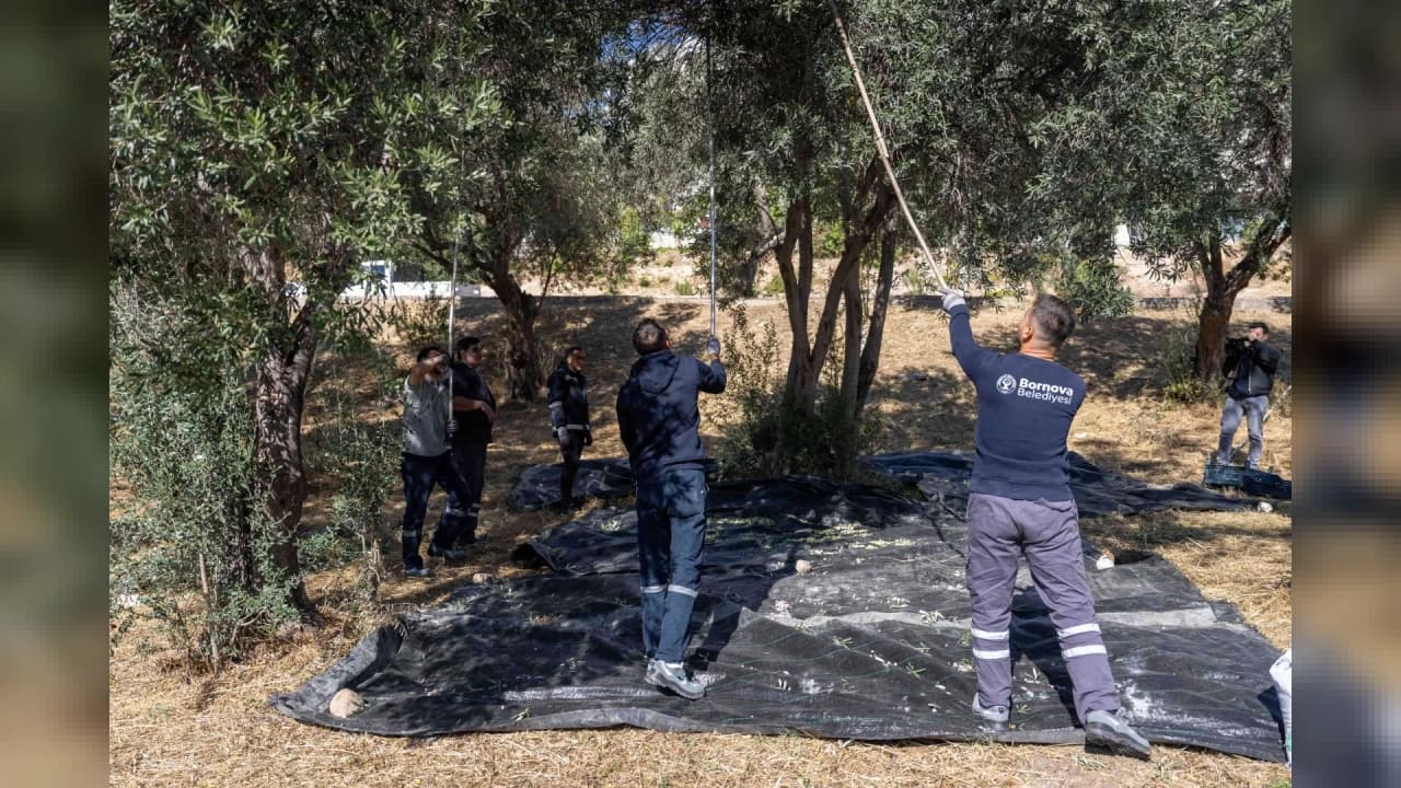 Bornova Belediyesi zeytin hasadından elde ettiği zeytinyağını dağıtacak