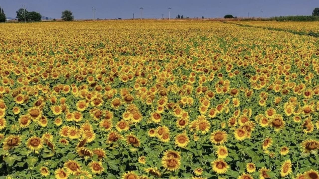 TİGEM ALTINOVA TARIM İŞLETMESİ 211,9 TON YAĞLIK AYÇİÇEĞİ SATACAK