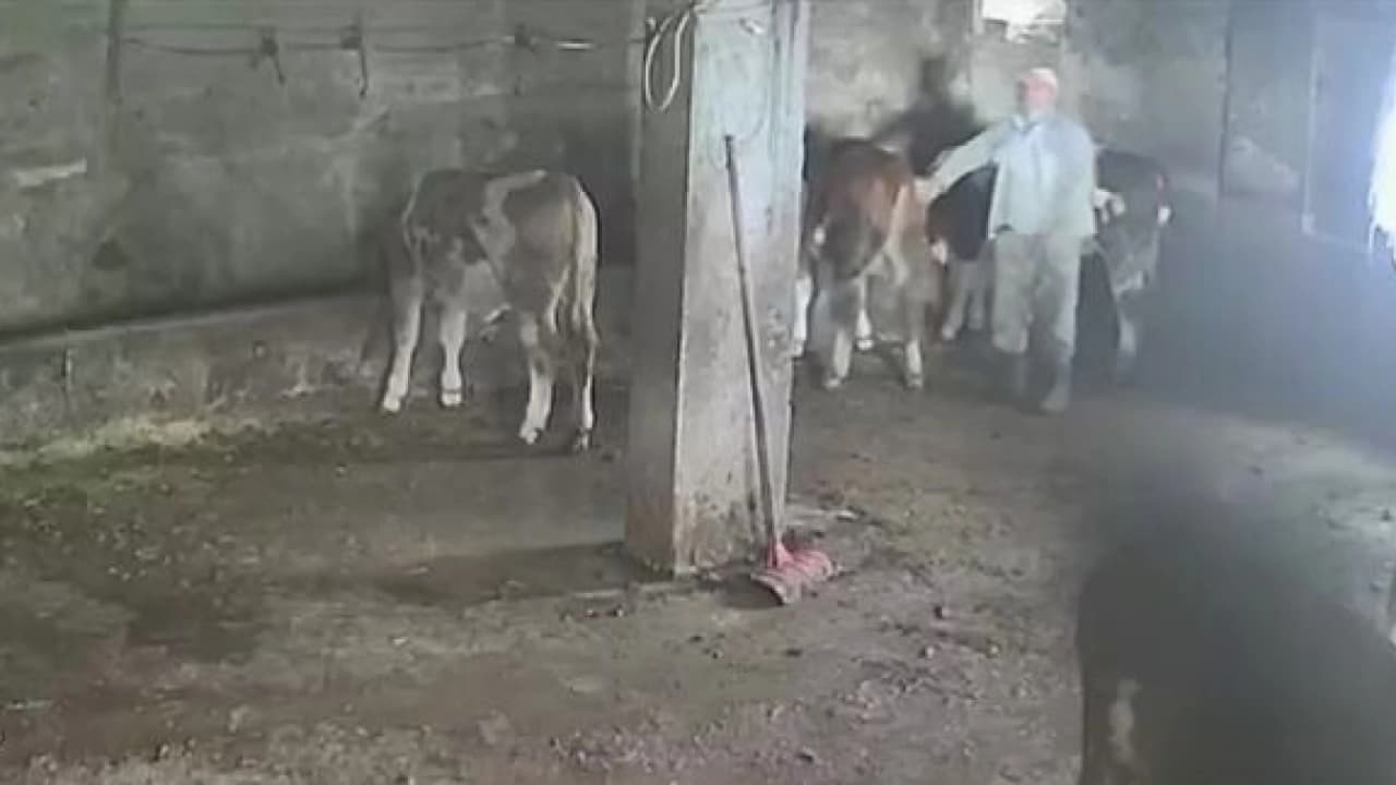 Amasya'da besici, sevmek istediği inekten tekme yedi