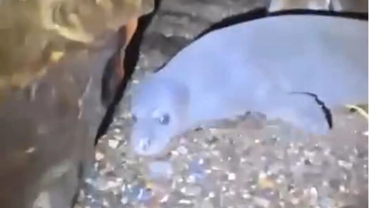 Alanya'da Akdeniz fokları için mağara ve yaşam alanı çalışması