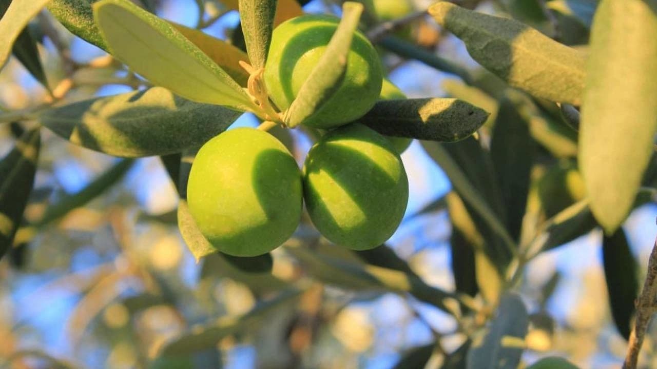 Gemlik'te 1 Kilogram Yağlık Zeytinin Maliyeti 58,14 TL Olarak Açıklandı
