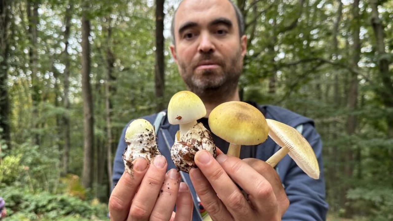 Belgrad Ormanı'nda mantar toplayanlar için zehirlenme uyarısı