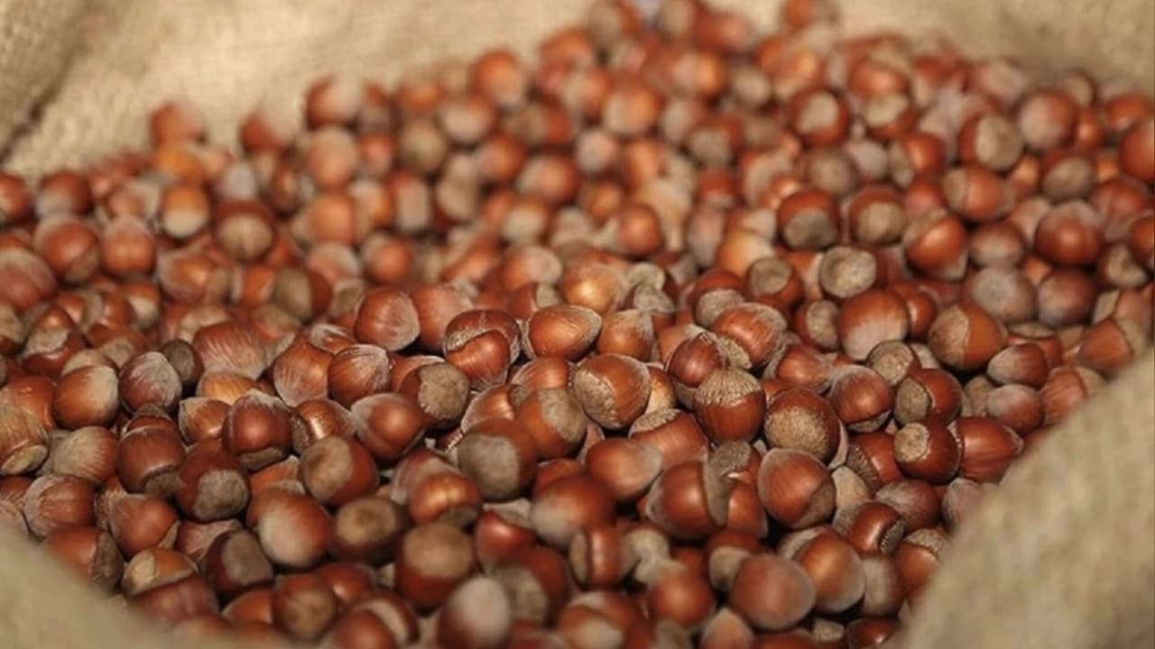 Rekabet Kurumu'ndan 6 Fındık Firmasına Soruşturma