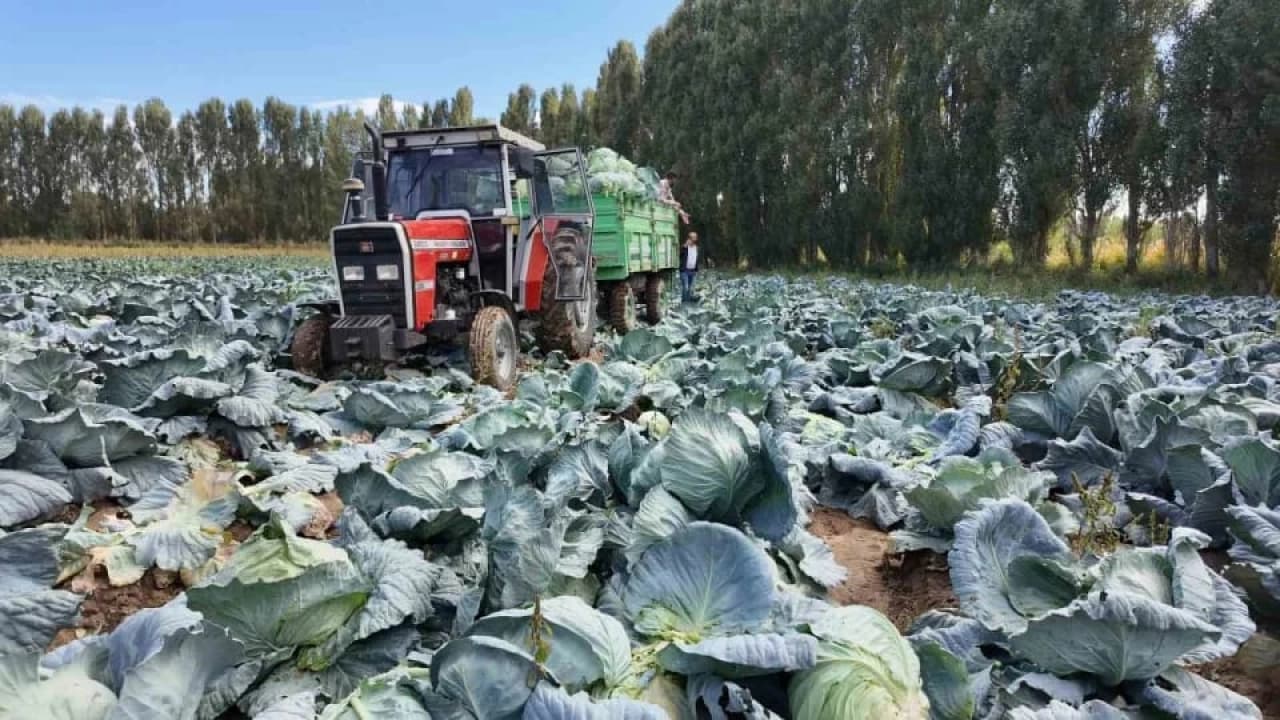 Erciş'te coğrafi işaretli lahanaların hasat döneminde tarlalardaki hareketlilik sürüyor.