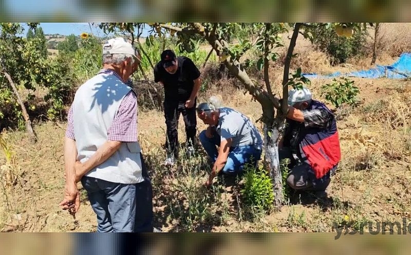 Balıkesir’de tarla faresi uyarısı: üreticiler kontrol ve doğru zamanda mücadeleye çağrıldı
