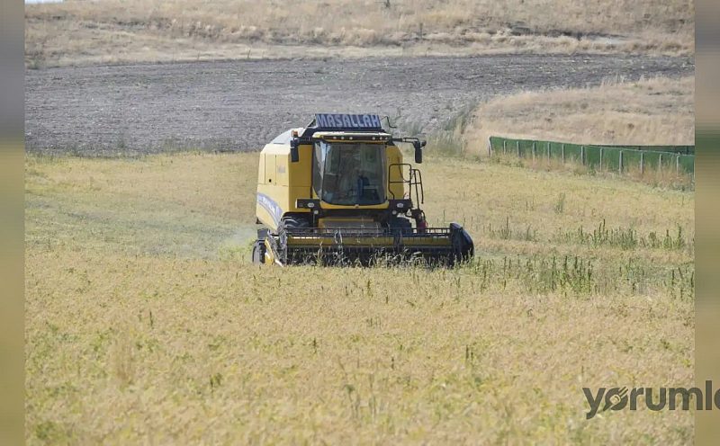 ABB’nin yüzde 50 hibeli sertifikalı nohut tohumu desteğinde hasat başladı