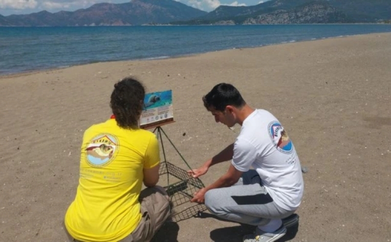 Muğla İztuzu Sahili'nde Caretta Caretta Yuva Sayısı 10'a Yükseldi