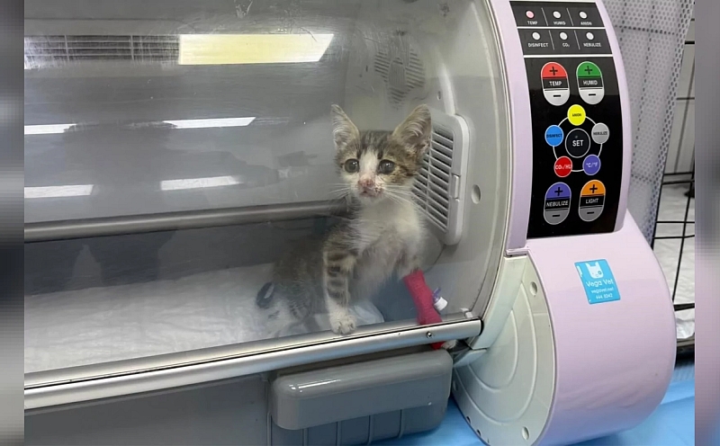 Bandırma'da Şiddet Gören Yavru Kedi Tedaviye Alındı