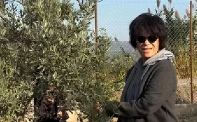 Filiz Taçbaş İzmir'deki çiftliğinde zeytin hasadına başladı