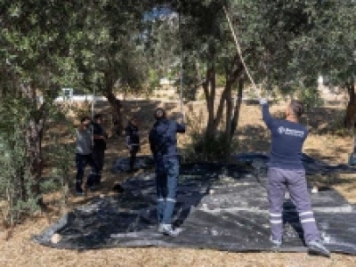 Bornova Belediyesi zeytin hasadından elde ettiği zeytinyağını dağıtacak