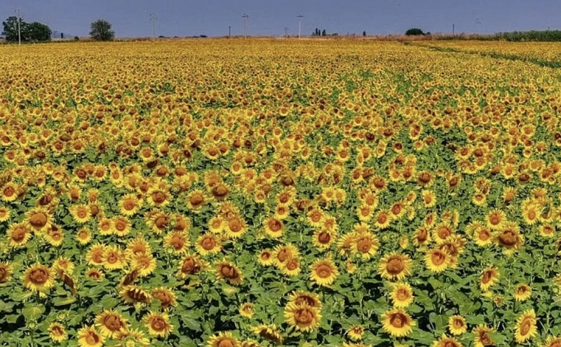 TİGEM ALTINOVA TARIM İŞLETMESİ 211,9 TON YAĞLIK AYÇİÇEĞİ SATACAK