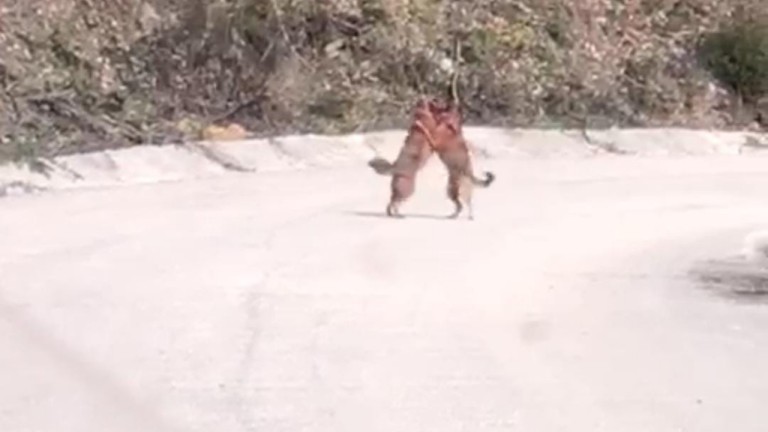Kastamonu'da Tilkilerin Amansız Kavgası Kamerada