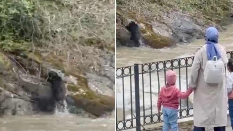 Dereye Düşen Domuzun Yaşam Mücadelesi Kameraya Yansıdı