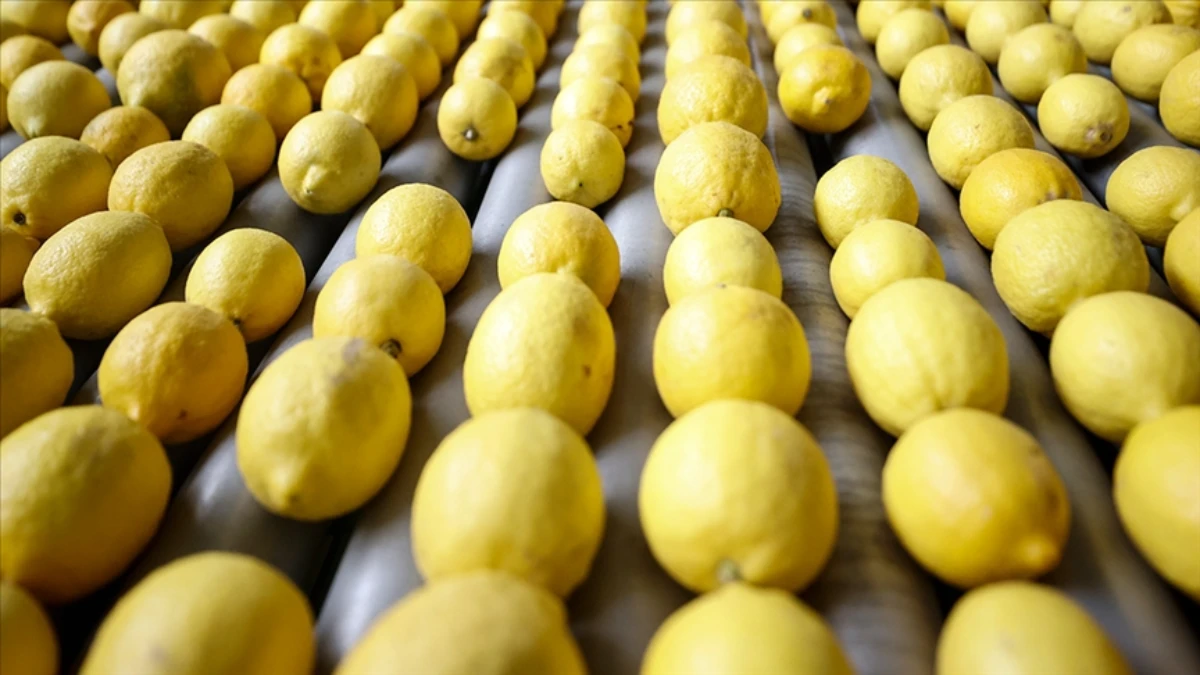 Limon İhracatındaki Geçici Kısıtlama Kalktı