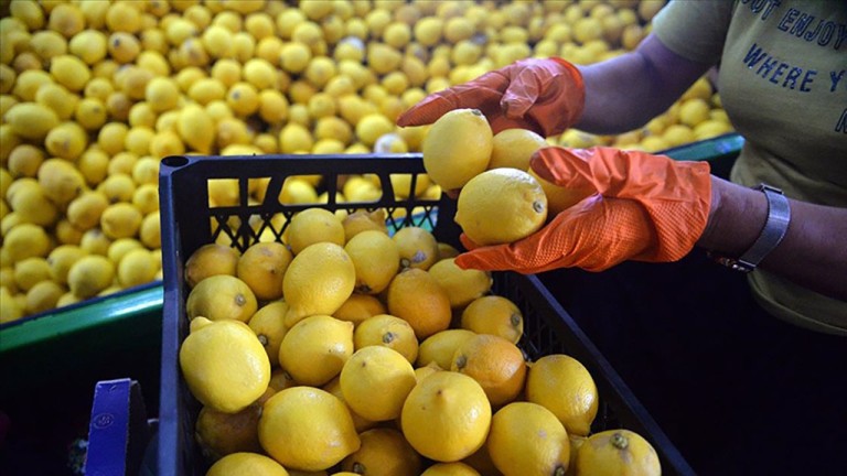 Limon İhracatındaki Geçici Kısıtlama Kalktı, Fiyat Gelişmeleri Yakından Takip Edilecek