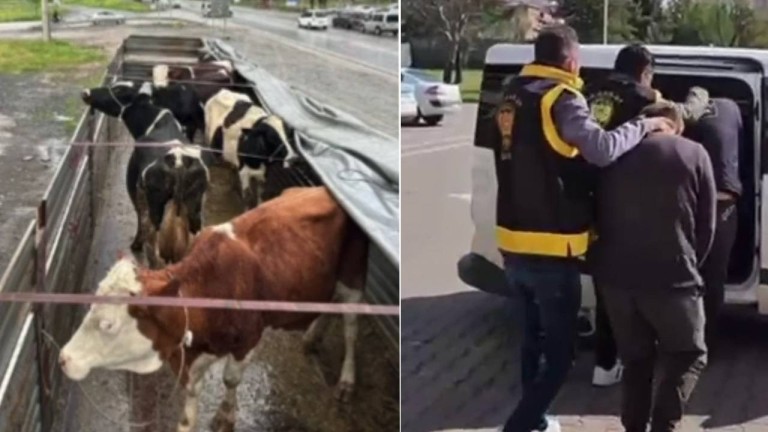 Tek Farı Yanmayan TIR, Hayvan Hırsızlarını Yakalattı