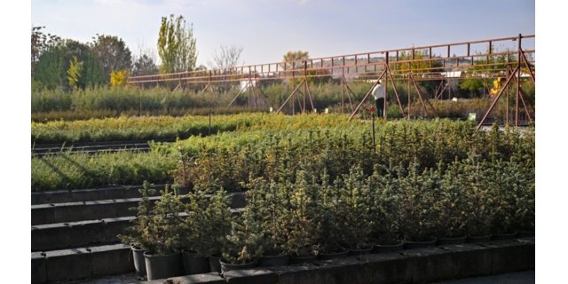 Yeşil Vatan Seferberliği: 11 Kasım'da Fidanlar Geleceğe Umut Olacak