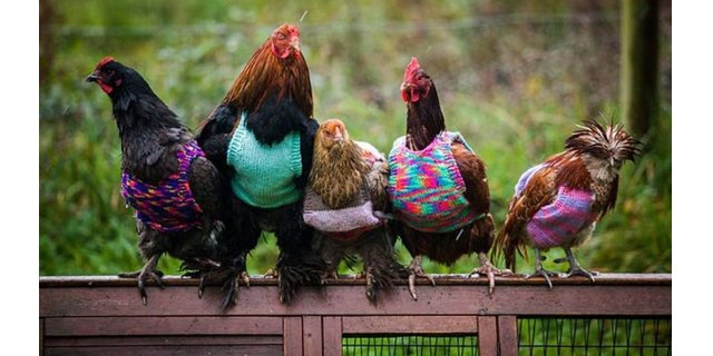 Kuş Gribi Alarmı: Göç ve Önlemlerle Kümes Hayvanları Koruma Altında