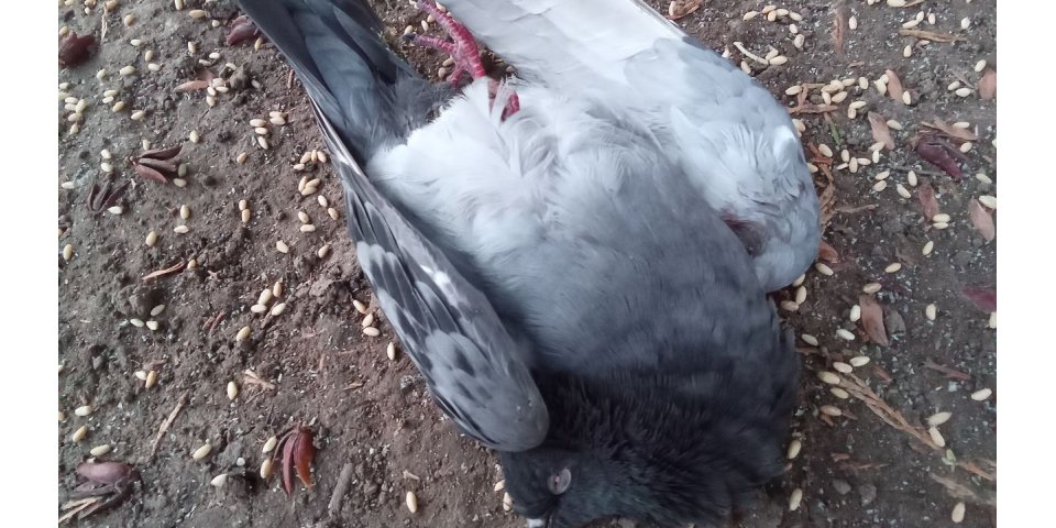 7 yaşındaki Lara’nın dikkatiyle yaralı güvercin kurtarıldı, doğa sevgisi örnek oldu