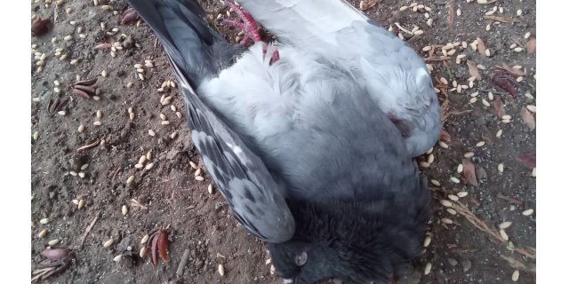 7 yaşındaki Lara’nın dikkatiyle yaralı güvercin kurtarıldı, doğa sevgisi örnek oldu