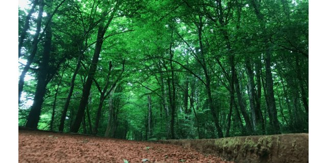 Orman Genel Müdürlüğü 496 Personel Alımı Başvuruları Başladı: Kadro ve Şartlar Açıklandı