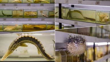 Türkiye’de Denizlerde Balık Türleri Hızla Azalıyor: Uzmanlardan Acil Uyarı