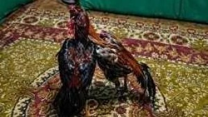 Kağızman'da horoz dövüşü operasyonunda 23 kişiye 299 bin 690 TL ceza