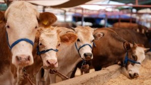 Kamu Çalışanları İçin Kurban Bayramı Tatili 9 Gün Sürecek
