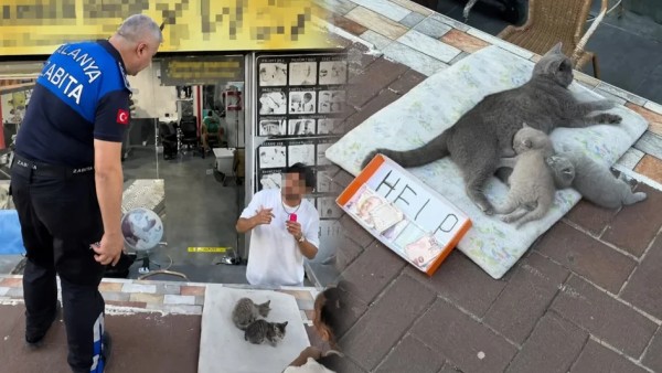 Alanya'da Hayvan İstismarı Tepkisi: Belediyesi Harekete Geçti