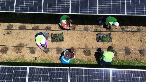 Samsun'da Yenilenebilir Enerji ile Tarımsal Üretim Birleşiyor