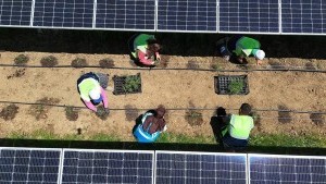 Samsun'da Yenilenebilir Enerji ile Tarımsal Üretim Birleşiyor