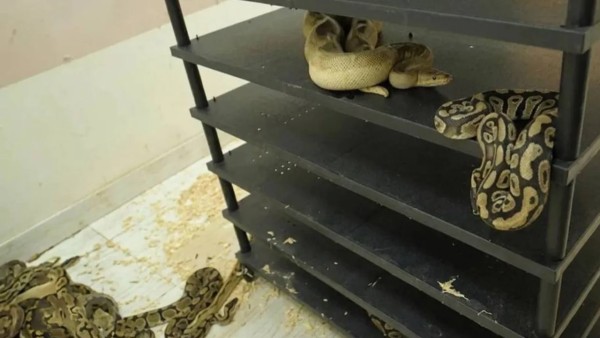 Zhejiang’da 309 piton ele geçirildi; sahibi mahkeme kararıyla hapis cezası aldı