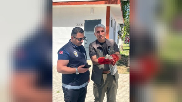 Battalgazi Zabıta ekipleri Kırkgöz Sahil Parkı’nda yavru baykuşu koruma altına aldı