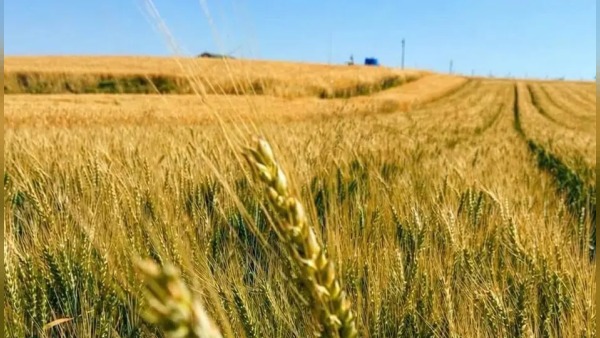 Çorum'da kuru tarımda başarılı performans gösteren yerli "Kirve" buğdayı üreticinin yeni alternatifi oldu