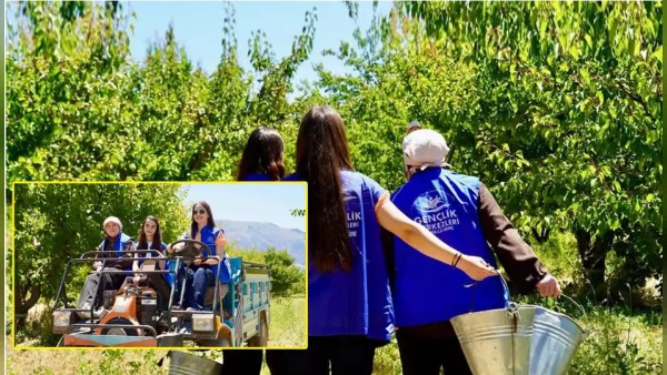 Isparta Gençlik Merkezi'nin Gönüllü Hasat Etkinliği ile Kayısı Üreticilerine Destek