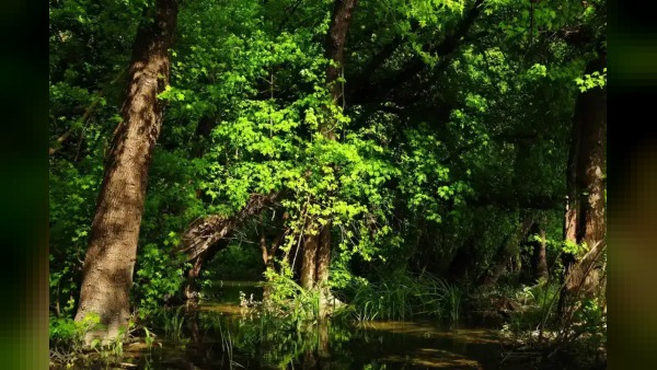 Aksaray'da artan sıcaklıklar nedeniyle ormanlarda piknik ve anız yakma yasağı getirildi