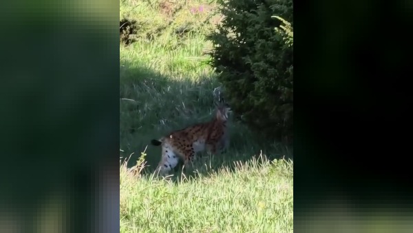 Erzurum İspir'de nesli tehlike altında vaşak görüntülendi
