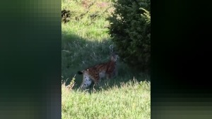 Erzurum İspir'de nesli tehlike altında vaşak görüntülendi