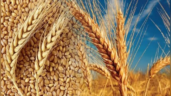 2025’te 83,2 milyar dolarlık tarım hasılasıyla Avrupa birincisi oldu