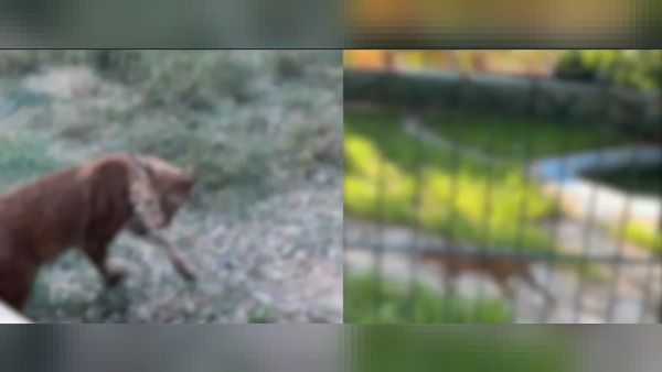 Hamzabeyli Sınır Kapısı’nda bagajdan 2 vaşak 2 serval ele geçirildi