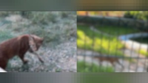 Hamzabeyli Sınır Kapısı’nda bagajdan 2 vaşak 2 serval ele geçirildi
