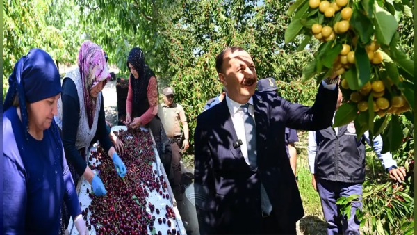 Vali Abdullah Erin’den Uluborlu kirazında bereket ve “iki yıllık mahsul” yorumu