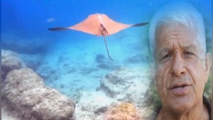 Antalya Kemer’de Üç Adalar dalışında inek burunlu vatoz görüntülendi