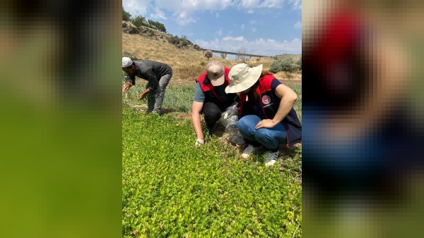 Kırıkkale’de organik üretim alanlarında hastalık ve zararlı kontrolleri