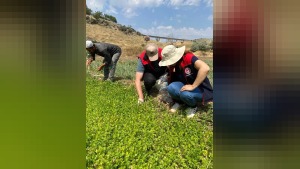 Kırıkkale’de organik üretim alanlarında hastalık ve zararlı kontrolleri
