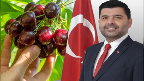 Dinar’da suluk kiraz alımı: üreticiye kilogram başı 28 TL