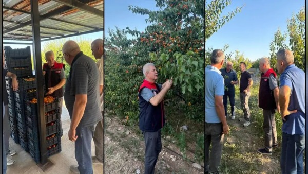 Yalvaç’ta kayısı hasadı: Mehmet Tuğrul Aşağı Kaşıkara ve Taşevi’ni ziyaret etti