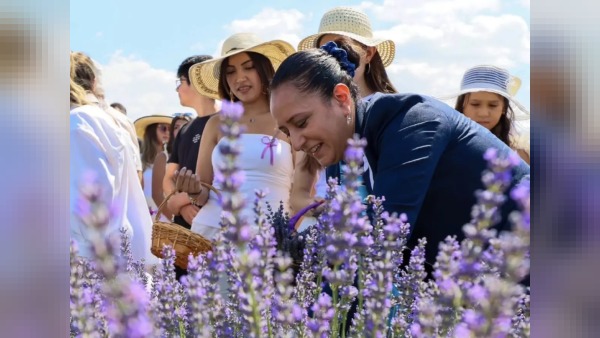 Burdur’da 2. Lavanta Hasat ve Sanat Günleri: Lavantepe’de hasat yapıldı